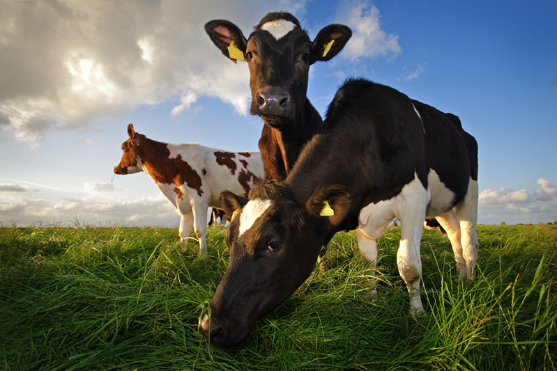 Coronis – export – import mliečnych výrobkov